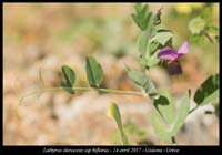 Lathyrus-oleraceus-ssp-biflorus2